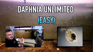 How I Raise Daphnia Water Fleas And You Can Too [upl. by Anividul162]