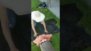 Cow Hide Tanning Basics  Step 1 Fleshing [upl. by Nallad]