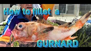 Facts The Flying Gurnard [upl. by Chally]