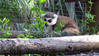 RingTailed Lemur Observation Video [upl. by Kistner]