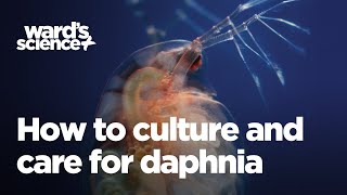 Caring and Culturing for Daphnia [upl. by Jalbert709]