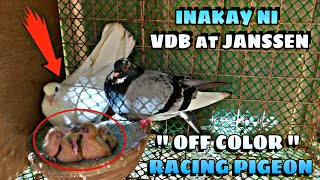 OFF COLOR RACING PIGEON O KALAPATI [upl. by Auric]