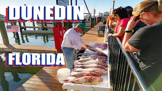 Dunedin Florida Walking Tour From The Pier Through The Historical Downtown [upl. by Allenrac91]