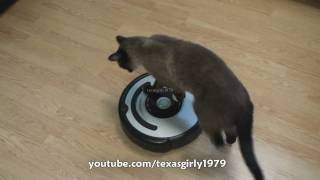 Cat shows HOW TO use iRobot Roomba Vacuum [upl. by Eenhat281]