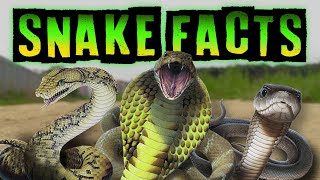 Snake Facts [upl. by Nonah]