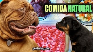 COMO HACER COMIDA CASERA PARA PERROS natural fácil y barato  ★ PetDarling Recetas 2 [upl. by Tavey]