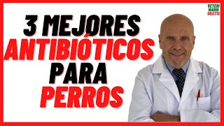 🟢 3 MEJORES ANTIBIÓTICOS para PERROS 🟢 con Heridas Abiertas Resfriados Gripe y Otitis 🟢 Dosis [upl. by Atiuqet]