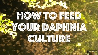 How To Feed Your Daphnia Culture [upl. by Elliven554]