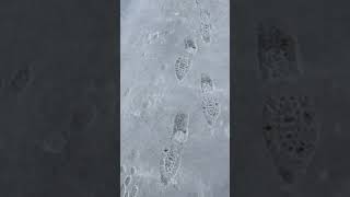 Footprints in the sand Ummmm SNOW [upl. by Cormack714]