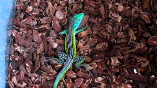 Rainbow whiptail [upl. by Westland]