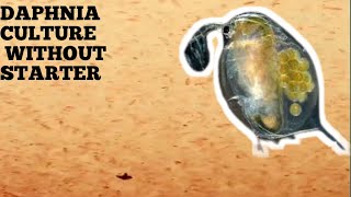 HOW TO CULTURE DAPHNIA NATURALLY WITHOUT A STARTER [upl. by Cardew281]