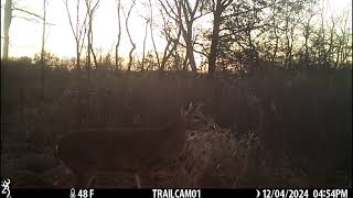 Trail camera clips [upl. by Aicirtal]