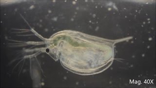 Daphnia magna under the Microscope [upl. by Adelice858]