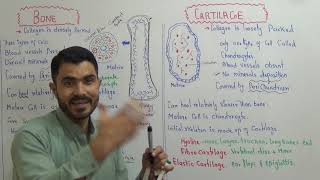 Human Skeleton  Body Movements  Science  Class 6 [upl. by Letti]