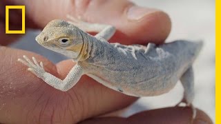 Why These Cute Little Lizards Are Changing Colors to Survive  National Geographic [upl. by Leryt]