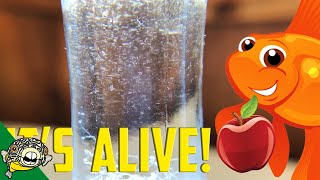 How to culture Vinegar Eels The EASY Way Live Fish Food [upl. by Nylidnarb674]