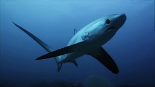 Thresher Sharks Kill Prey With Tail Like A Whip  SHARK WEEK [upl. by Kisor]