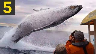 Top 5 AMAZING Whale Spotting Moments [upl. by Zachariah600]