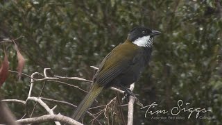 Eastern Whipbird call Psophodes olivaceus HD Video clip 12 Tim Siggs ABVC [upl. by Attennaj]