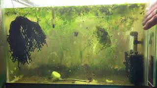 Scuds Daphnia Cherry Shrimp Copepods My aquatic food culture [upl. by Enetsirk]