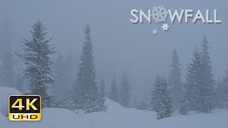 4K Snowfall  Peaceful Snowing  Snow Falling  Relaxing Winter Video  Ultra HD  2160p [upl. by Danny]