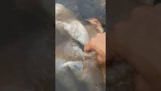 Cowhide Tanning Basics  Step 2 Washing [upl. by Ingold556]