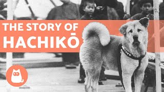 Hachiko  His long wait for his master finally ends [upl. by Agnella]