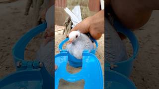 Kalapati Treatment The Unbelievable Pigeon Cure [upl. by Juxon]