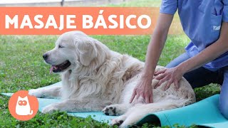 MASAJE relajante para PERROS 🐶 Beneficios y pasos a seguir [upl. by Araet601]