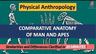 Comparative Anatomy of Man amp Apes  Humans VS Apes Similarity amp Differences  Physical Anthropology [upl. by Liddy]