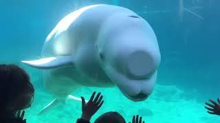 Beluga Whale Interacting with Kids  Mystic Acquarium [upl. by Jack]