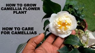 How to Grow Camellia Flower Plant Care and Tips [upl. by Bonnice982]