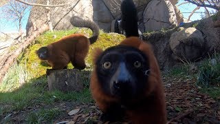 RedRuffed Lemurs Go Exploring [upl. by Maccarthy952]