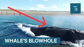 Whats Actually Inside A Whales Blowhole [upl. by Kissee]