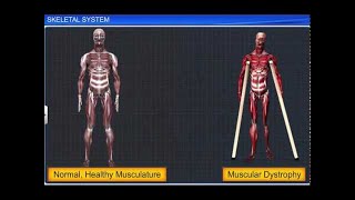 CBSE Class 11 Biology  Skeletal System [upl. by Berga748]