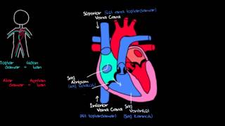 Kalp ve Kan Dolaşımı Sağlık ve Tıp Dolaşım Sistemi Fizyolojisi [upl. by Ellekcim]