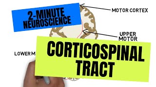 2Minute Neuroscience Corticospinal Tract [upl. by Eniamzaj]