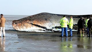 The BIGGEST SNAKE Ever  TITANOBOA [upl. by Ainitsirhc925]