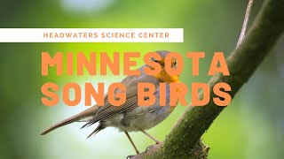 Minnesota Bird Calls [upl. by Ryun]