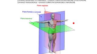 ANATOMIA  LEZIONE PRELIMINARE 1  PIANI DEL CORPO [upl. by Reine850]