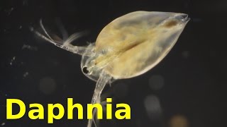 Daphnia [upl. by Assilat535]