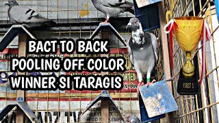 BACK TO BACK OFF COLOR POOLING WINNER SI TARAGIS [upl. by Ajiram407]