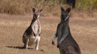 Whiptail Wallaby [upl. by Bouley]