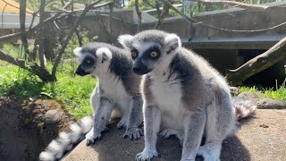 Meet The RingTailed And Red Ruffed Lemurs [upl. by Latsyc697]