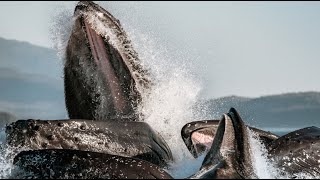 How whales mate  marine mammal adaptations  Prof TRACEY ROGERS UNSW Sydney Australia [upl. by Gnof85]