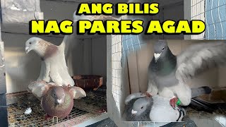 Paano mag Pares ng Kalapati [upl. by Sherm]