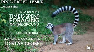 Ring Tailed Lemur [upl. by Oicnedif]