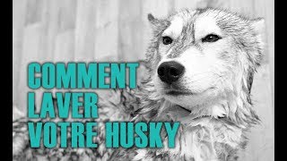 Comment laver votre Husky Français  Siberian Husky Academy [upl. by Hazen]