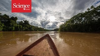 Making contact The isolated tribes of the Amazon rainforest [upl. by Yemrej18]