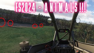 Finding ANIMALS in MSFS2024 [upl. by Roxi830]